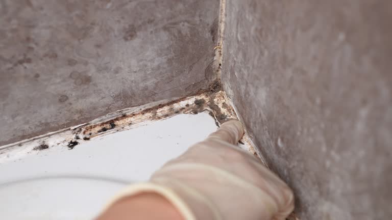  Zion, PA Mold Removal Pros